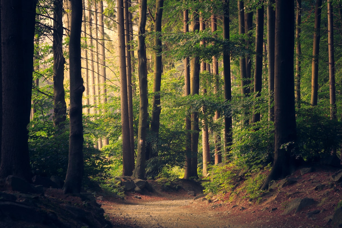 Bosque verde con rayos de sol filtrándose entre los árboles