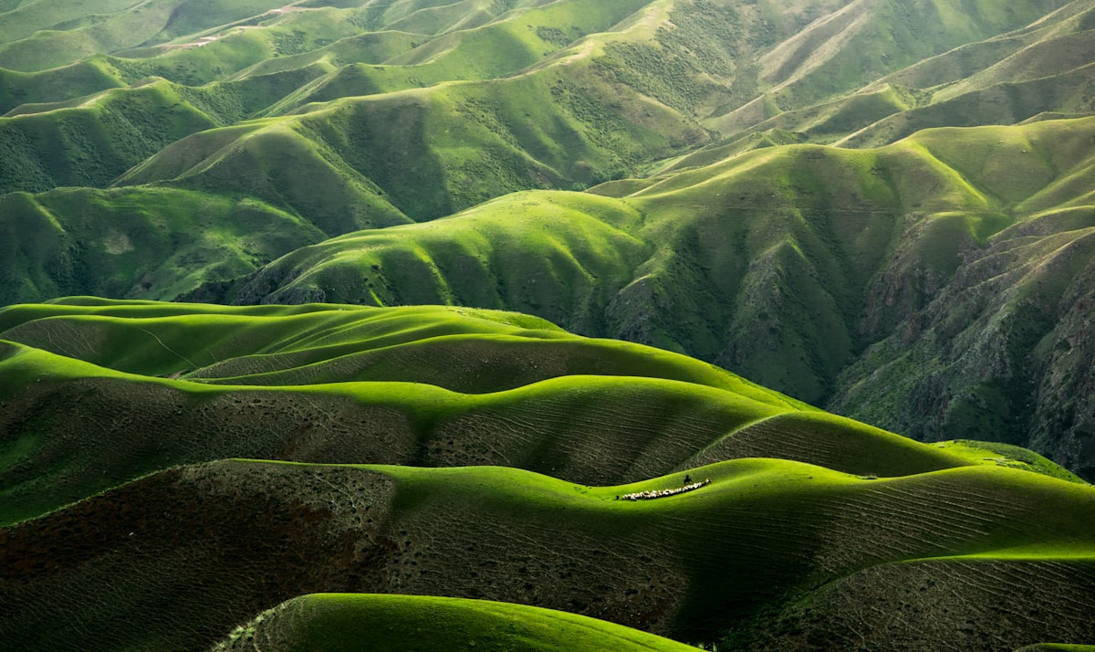 Campo verde extenso al amanecer representando crecimiento